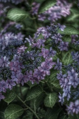 雨の朝の額紫陽花