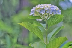紫陽花