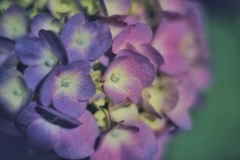 真夜中の紫陽花