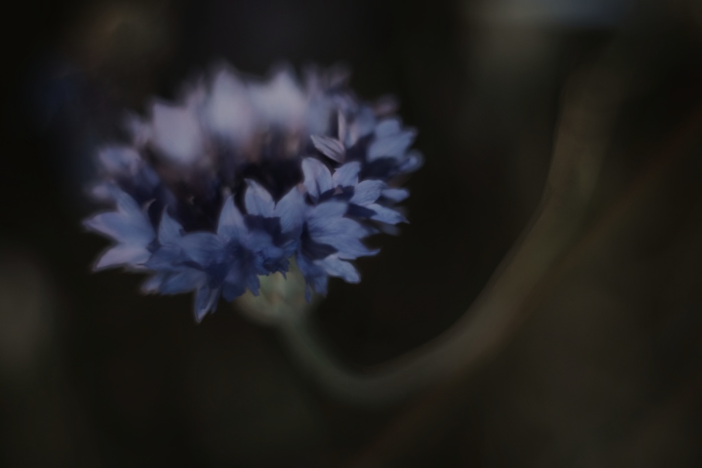 真夜中の矢車菊