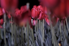 夜のチューリップ