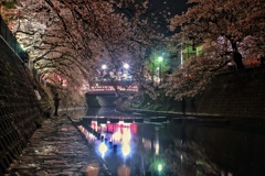 弘明寺さくら橋飛石付近からの夜桜
