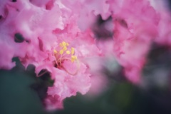 百日紅