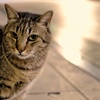 真夜中の門前猫さん