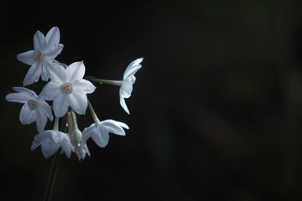 白花水仙