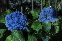 夜中の黄金町 紫陽花