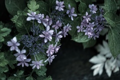 雨の朝の額紫陽花