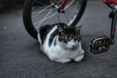 浜川崎 駐車場猫