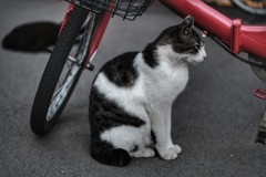浜川崎 駐車場猫