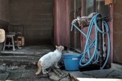 水を飲み満足気に伸び