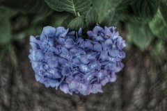 紫陽花