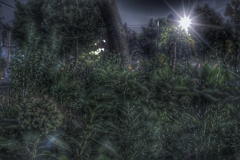夜の花壇