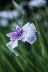 花菖蒲