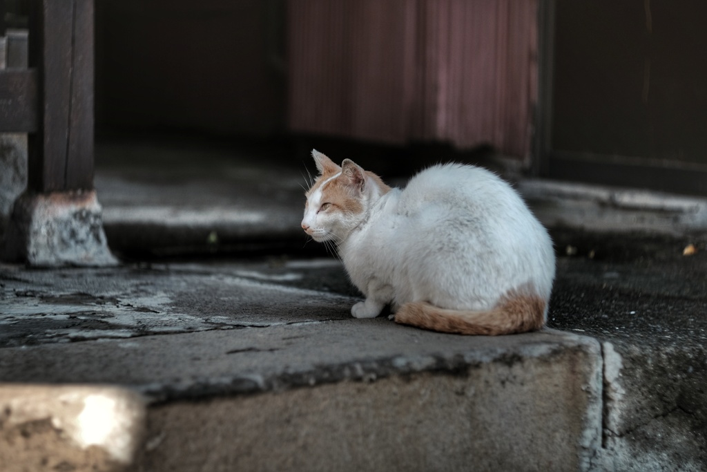 第二神域野良猫発見