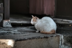 第二神域野良猫発見