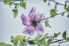 木槿