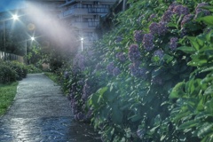 真夜中 雨 紫陽花