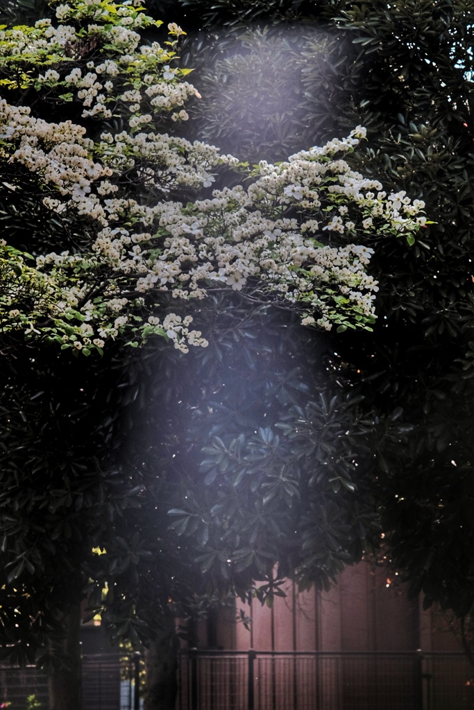 花水木と光の滝と