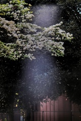 花水木と光の滝と