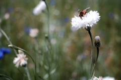 蜂と矢車菊