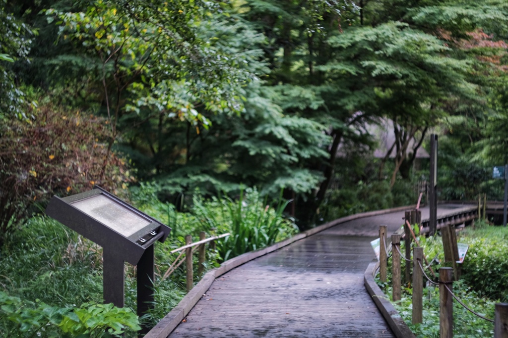 雨上がりの木道