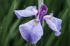 花菖蒲