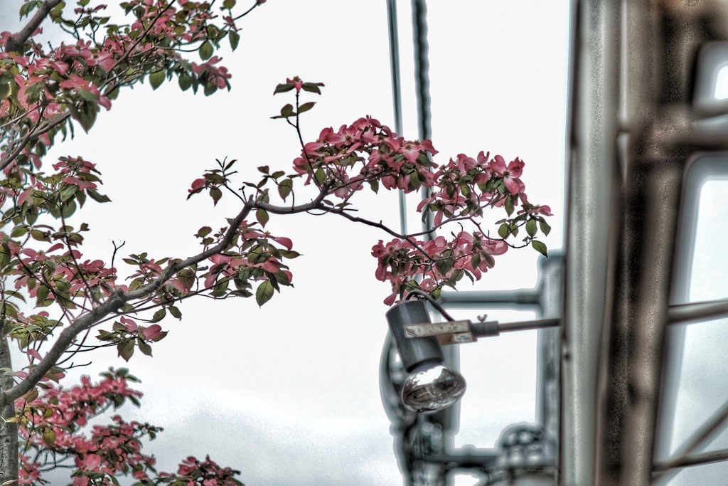 街中の赤いハナミズキ