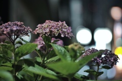 夜中 野毛小路の紫陽花