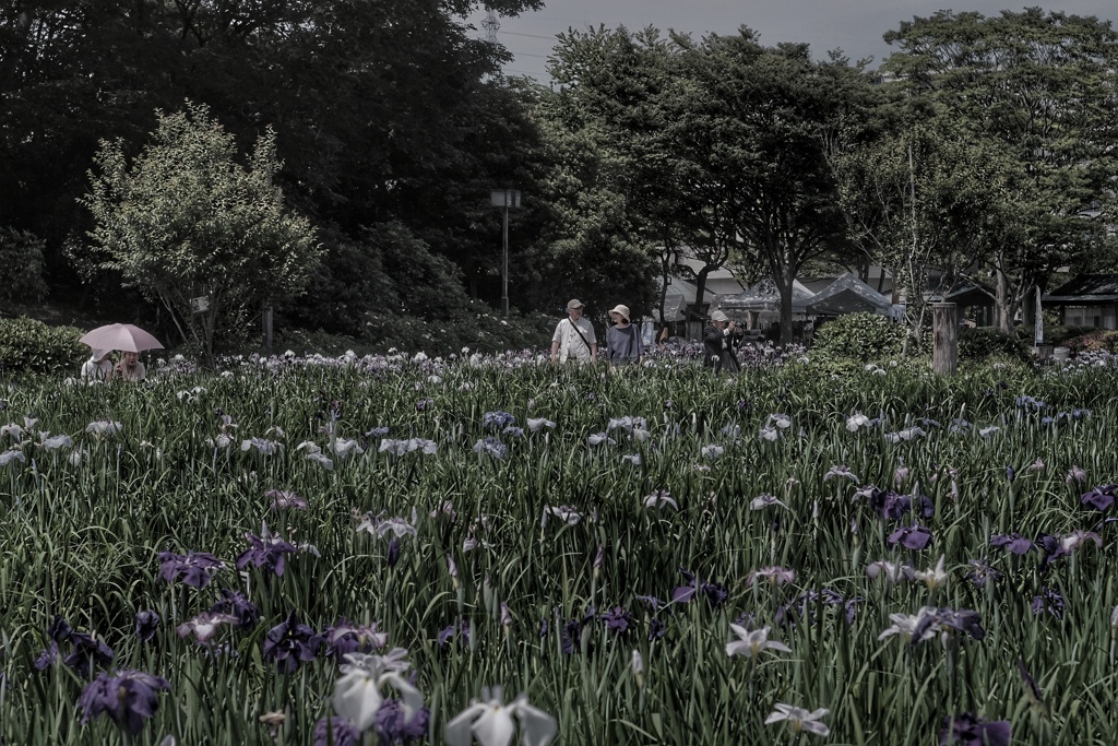 Yokosuka Iris Garden