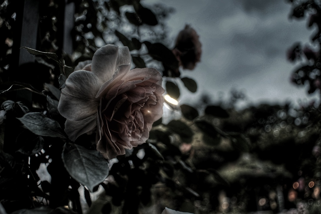 夜薔薇