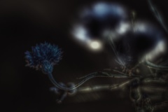 真夜中の矢車菊