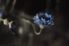 真夜中も揺れ続け上を向く