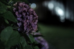 真夜中 雨 紫陽花
