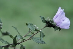 木槿