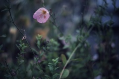 雨露に塗れるヒルザキツキミソウ