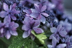 額紫陽花