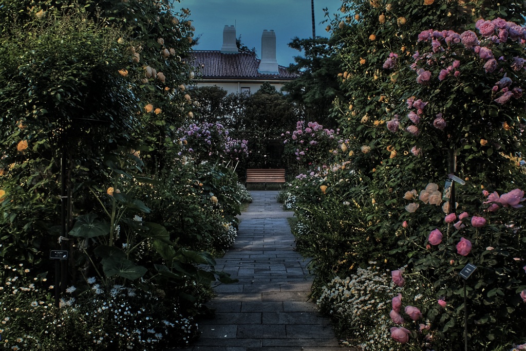 黄昏時 港の見える丘公園 イングリッシュローズガーデン