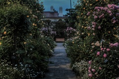 黄昏時 港の見える丘公園 イングリッシュローズガーデン