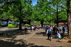 昭和の日の昭和記念公園