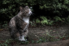 猫