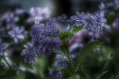 雨の朝の額紫陽花