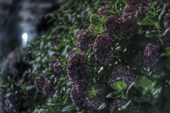 真夜中 雨 紫陽花
