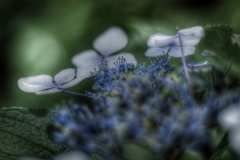 真夜中の額紫陽花