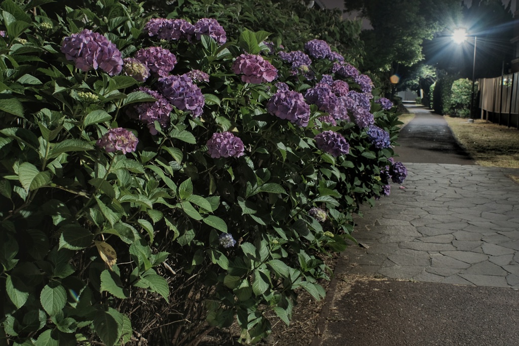 夜中の紫陽花