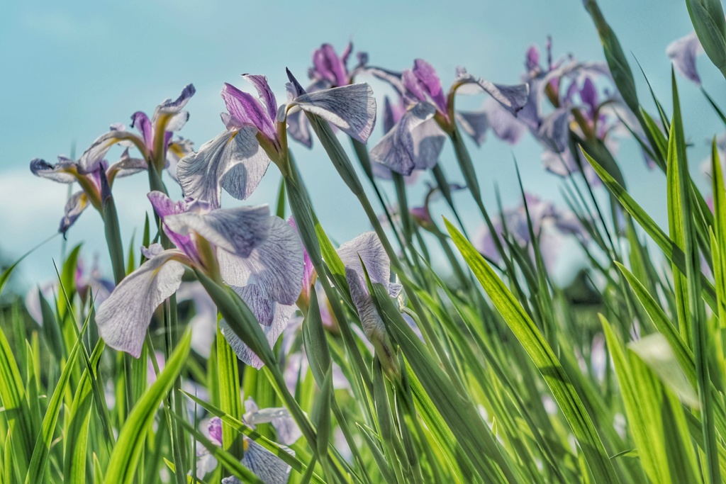 花菖蒲