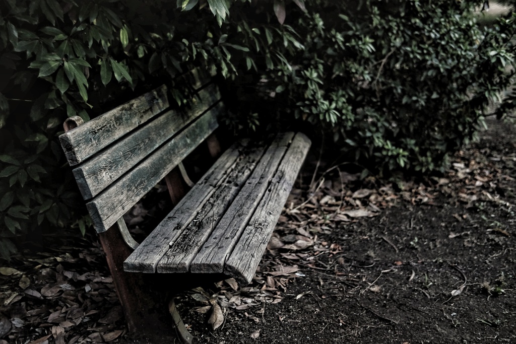 半分くらい後方の木に飲み込まれてしまったベンチ