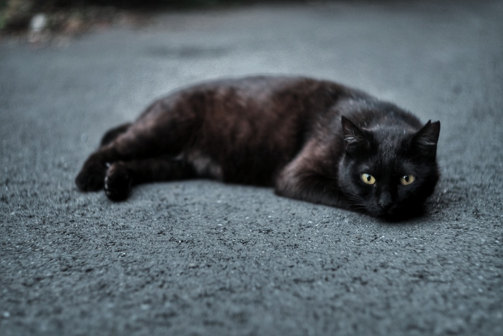浜川崎 駐車場猫