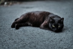 浜川崎 駐車場猫