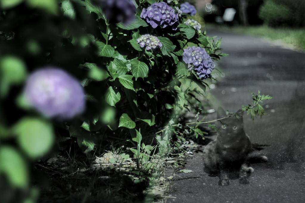 真夜中の紫陽花と通りすがりの猫