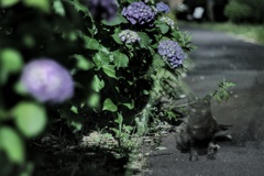 真夜中の紫陽花と通りすがりの猫